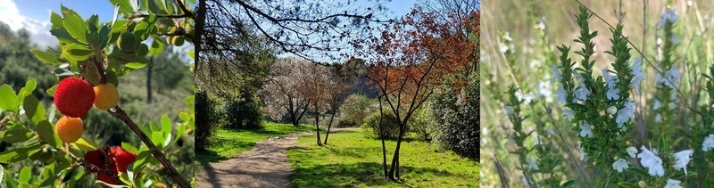 Balade botanique au domaine de la Font de Mai dans le Garlaban 