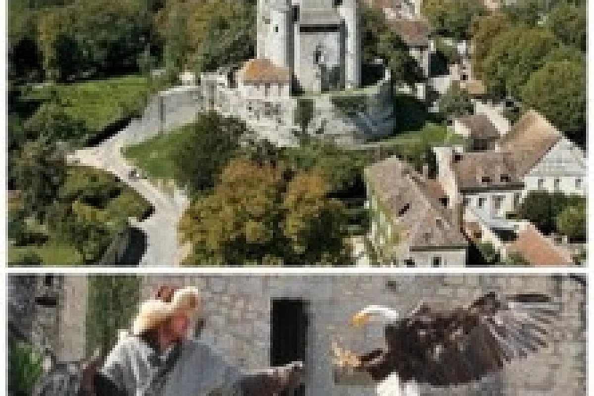 Pass Provins + Spectacle Les Aigles des Remparts