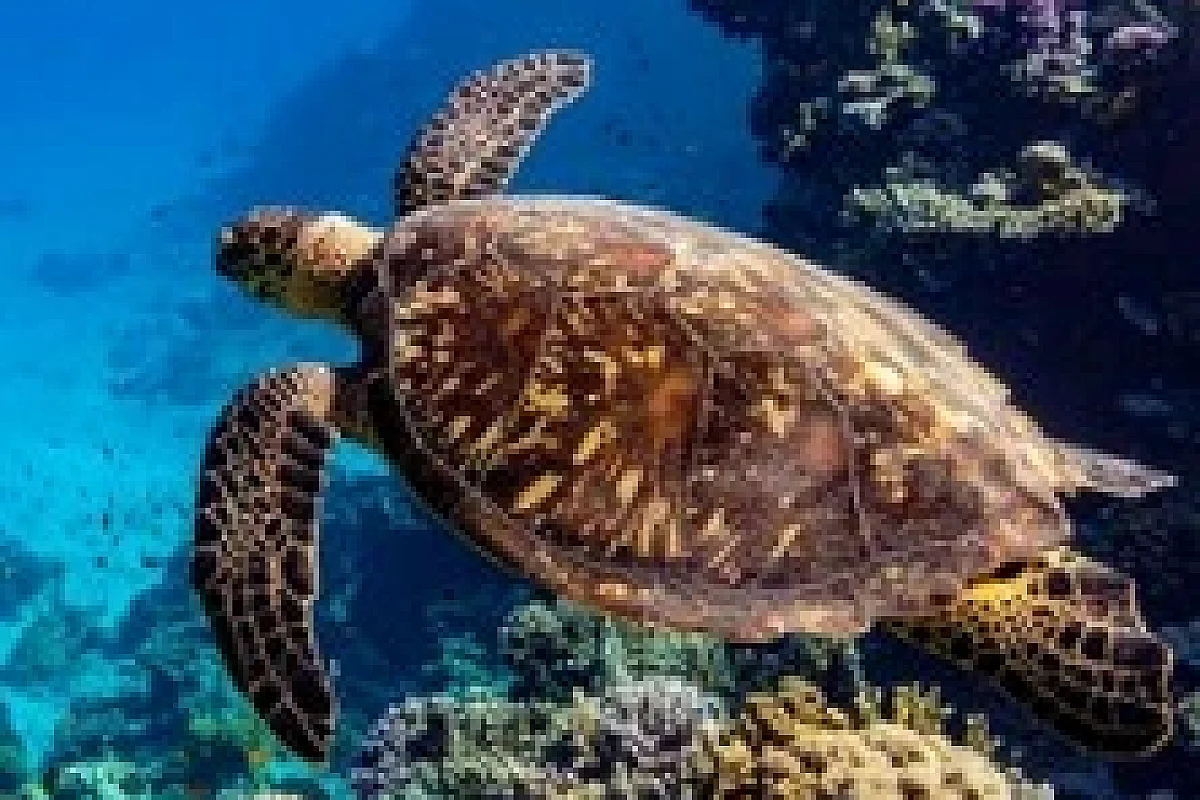 Carrières des Lumières - Océan, Immersion dans le Monde Sous-Marin