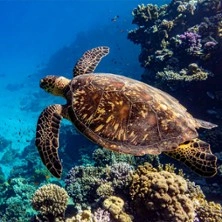 Carrières des Lumières - Océan, Immersion dans le Monde Sous-Marin