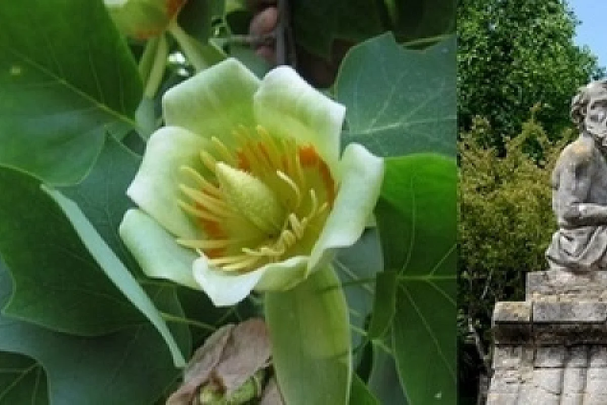 Nouvelle balade historique avec Sylvie : Villa Luce et son parc ombragé, 