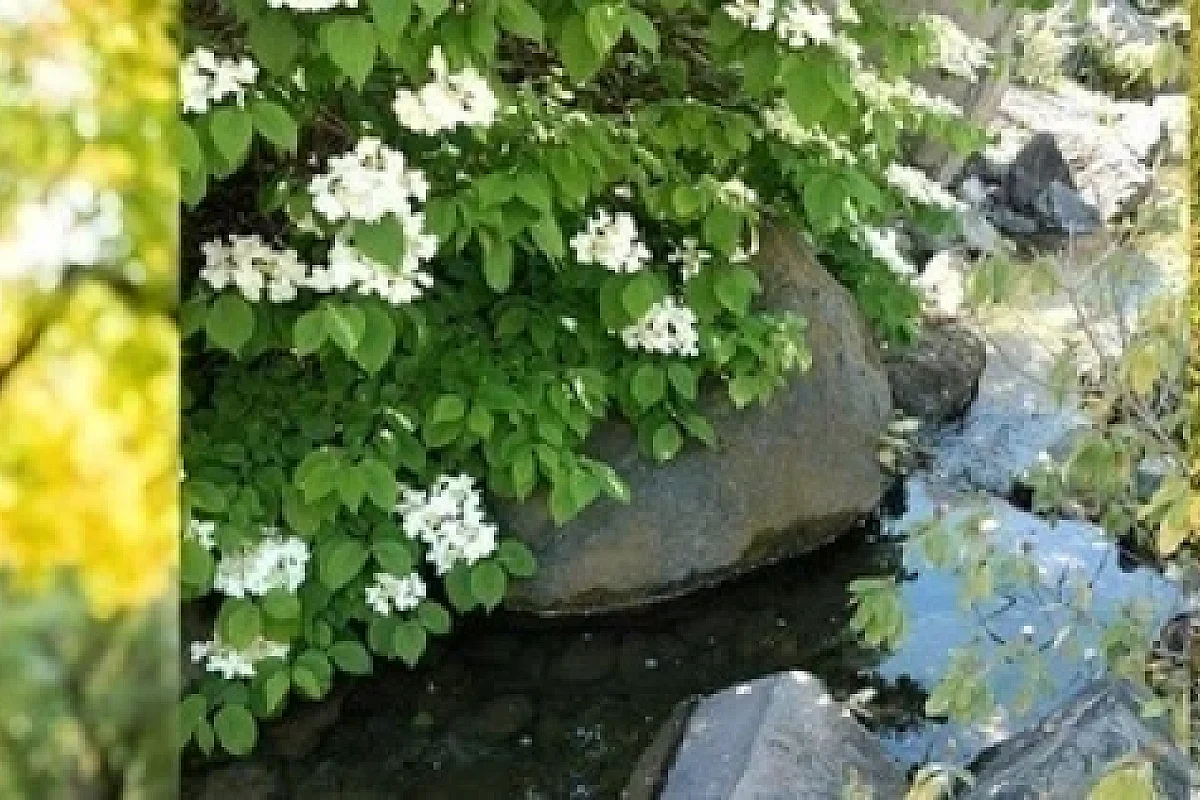 Sophro-balade au jardin botanique : relaxation, respiration, marche consciente 