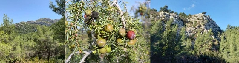 Balade botanique sur le chemin de la Fontaine de Voire (plantes sauvages 