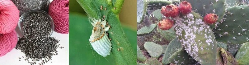 Conférence sur le rouge cochenille, une histoire d’Aztèques,