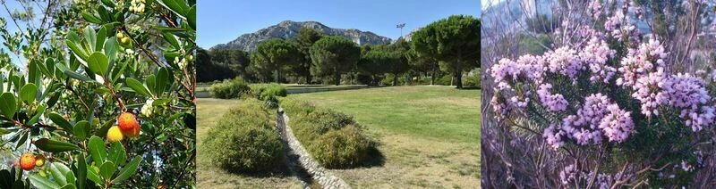 Les plantes sauvages locales de la Campagne Pastré avec