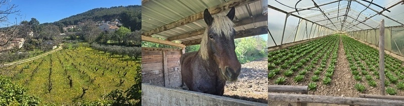 Rando facile autour du chemin de Tardinaou d'Allauch et des vignes 