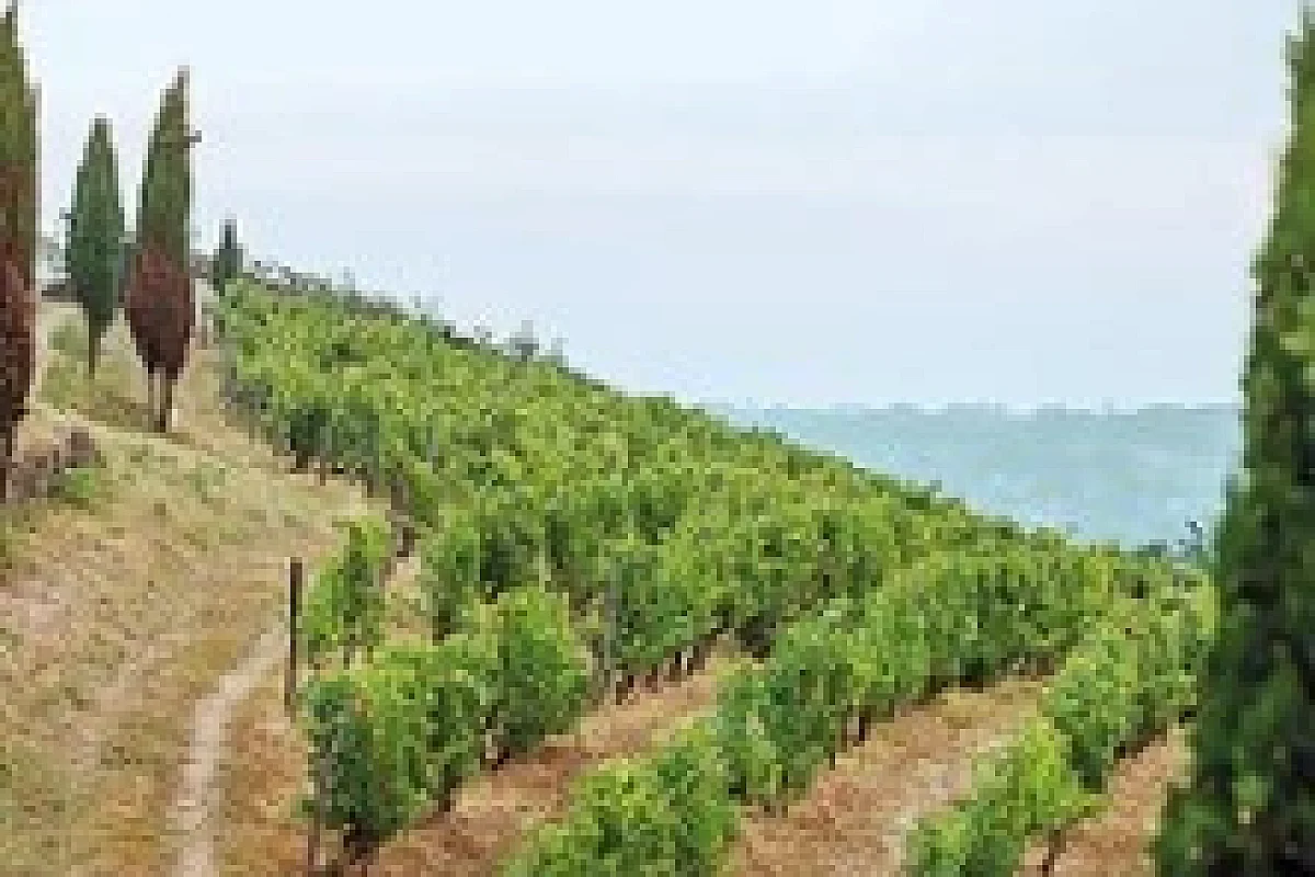 Musique dans les Vignes à Savennières