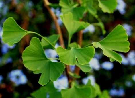 Découvrez les arbres remarquables de Borely avec Sylvie : origines,