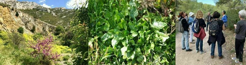 Plantes sauvages et comestibles des collines de La Panouse 