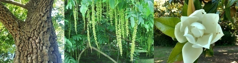 Découvrez les arbres remarquables de Borely avec Sylvie : 