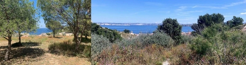 Les plantes du parc des Calanques à Montredon (parc Adrienne Delavigne) 