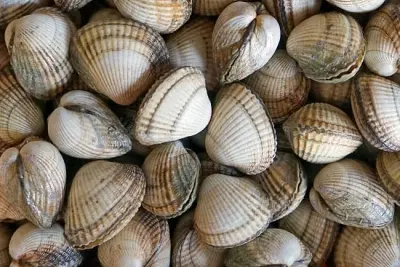 Déjeuner convivial de coquillages au restaurant de 