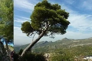 Rando racontée sur les lieux de tournage des films de Pagnol en colline : 