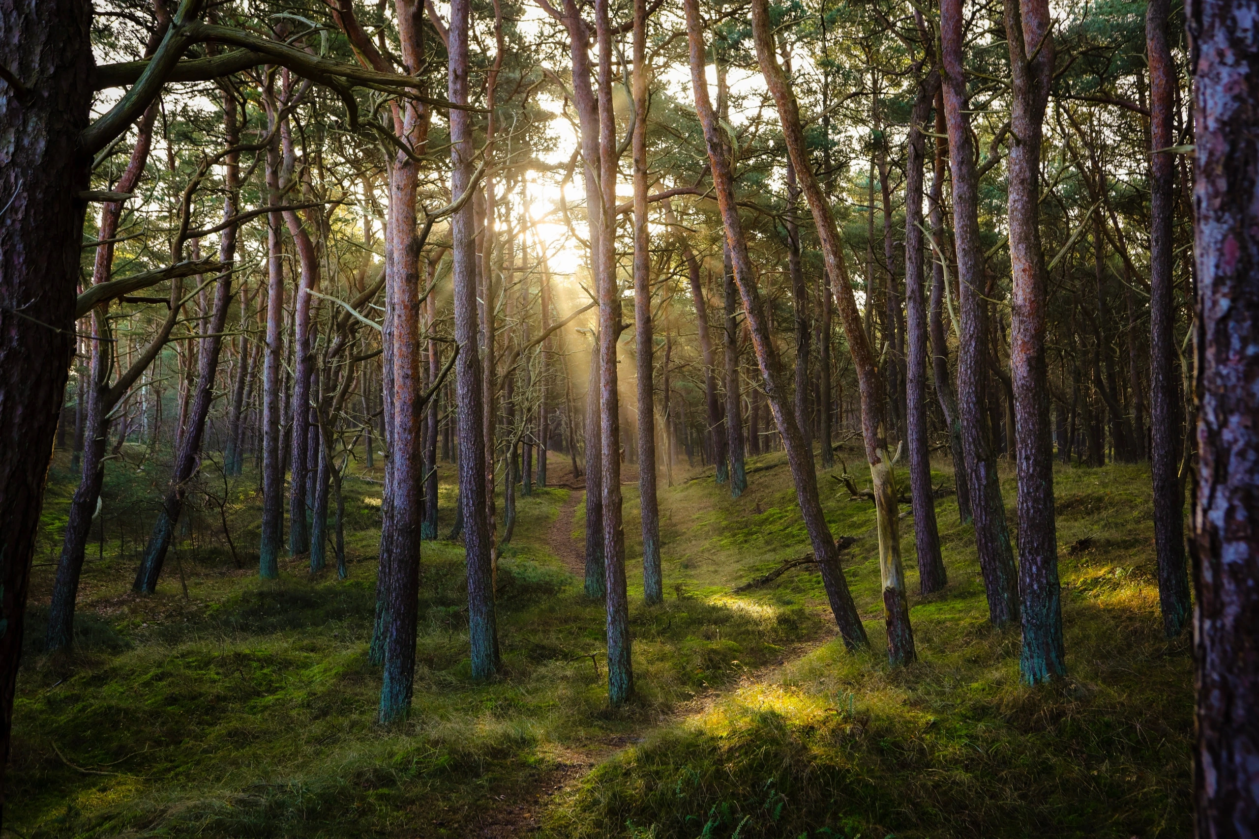 Randonnée en forêt de Chizé