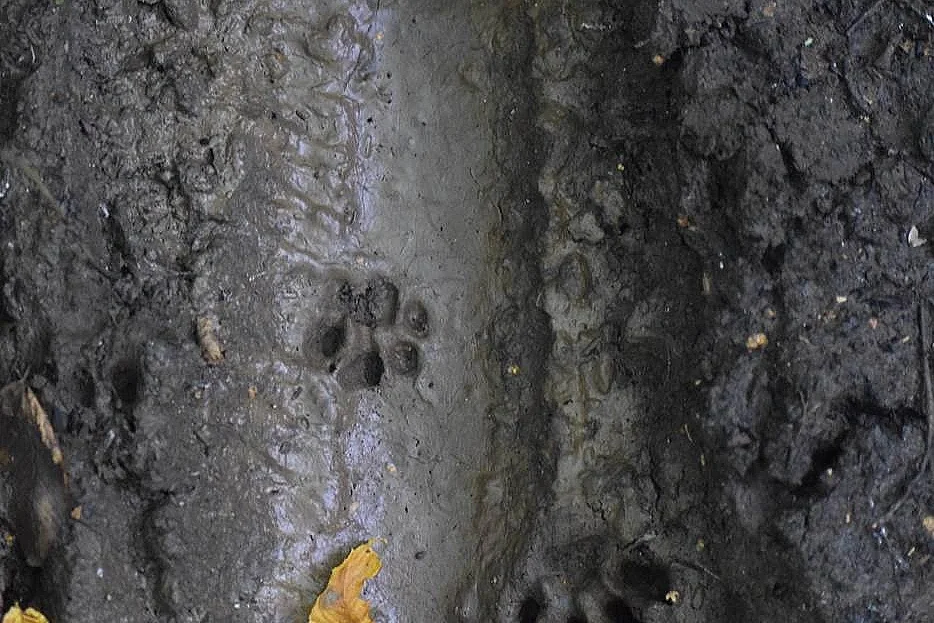 Traces de la vie sauvage