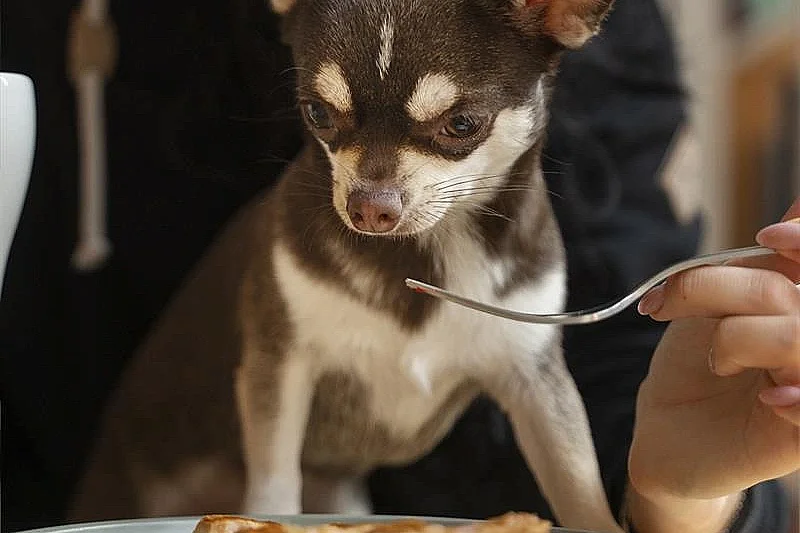 Dîner dog-friendly