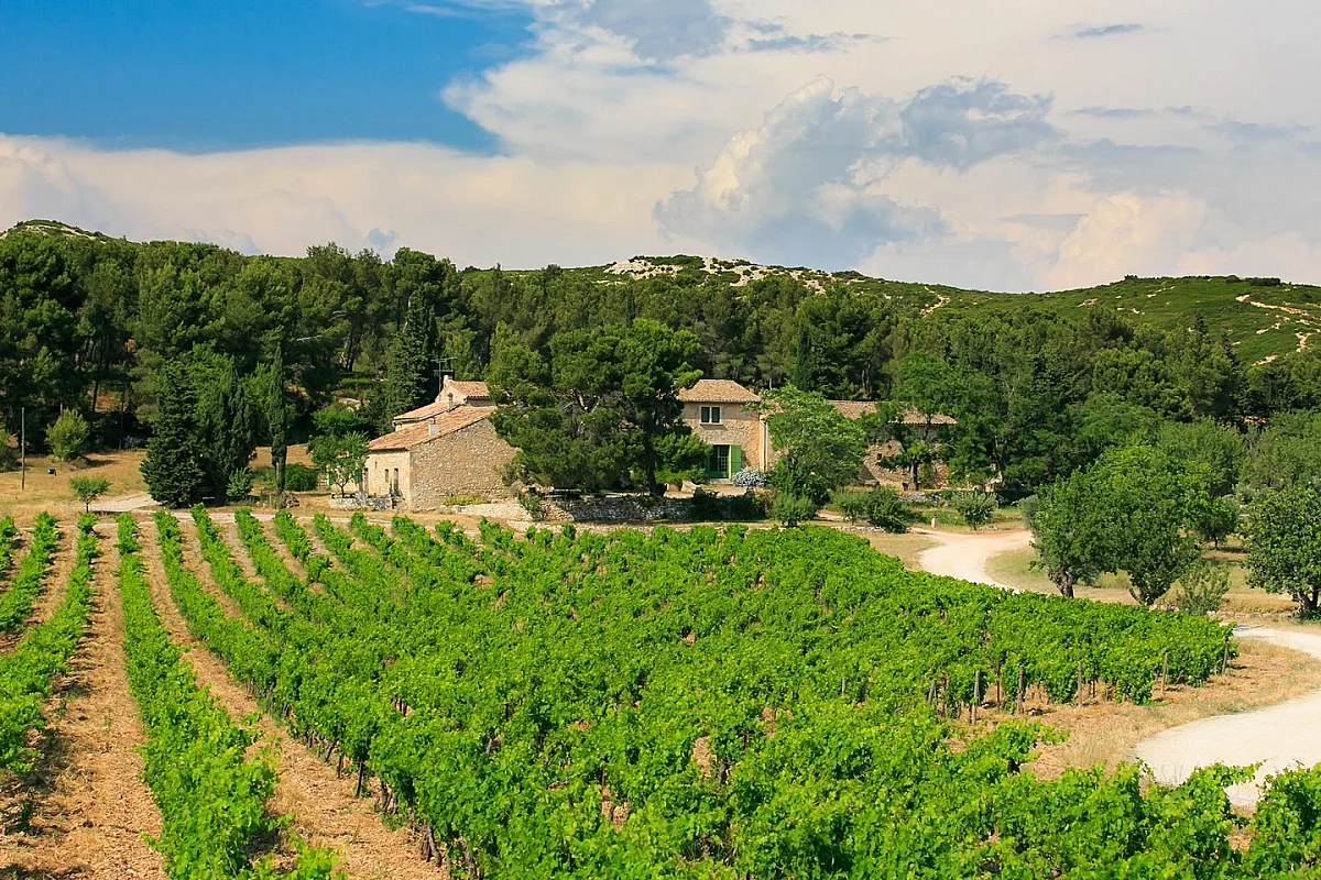 "Vignobles en Scène" au Mas de Gourgonnier
