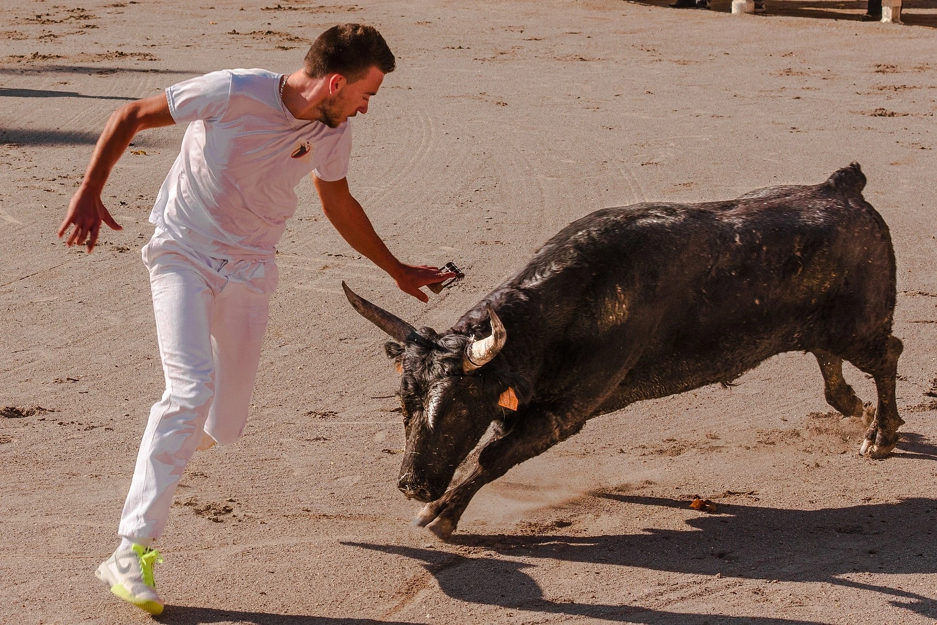 Course camarguaise : Course de taureaux neufs