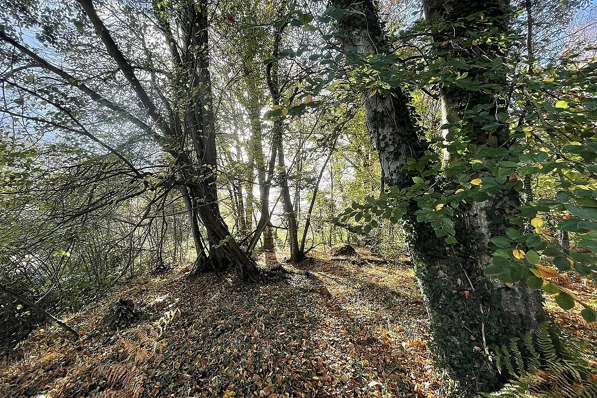 Sophro'balade au bois d'Ardennes