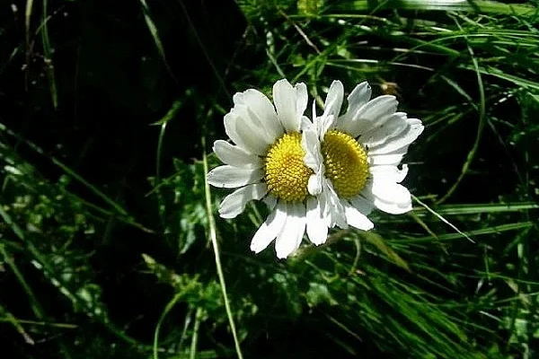 L'ABC DU HAUT-MINERVOIS - BIODIVERSITÉ DES JARDINS