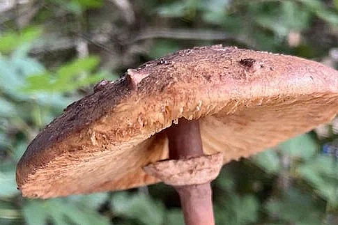 Animation nature en famille : Scrutons les champignons