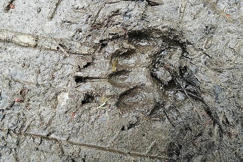 Sortie : traces et indices dans l'Ill*Wald