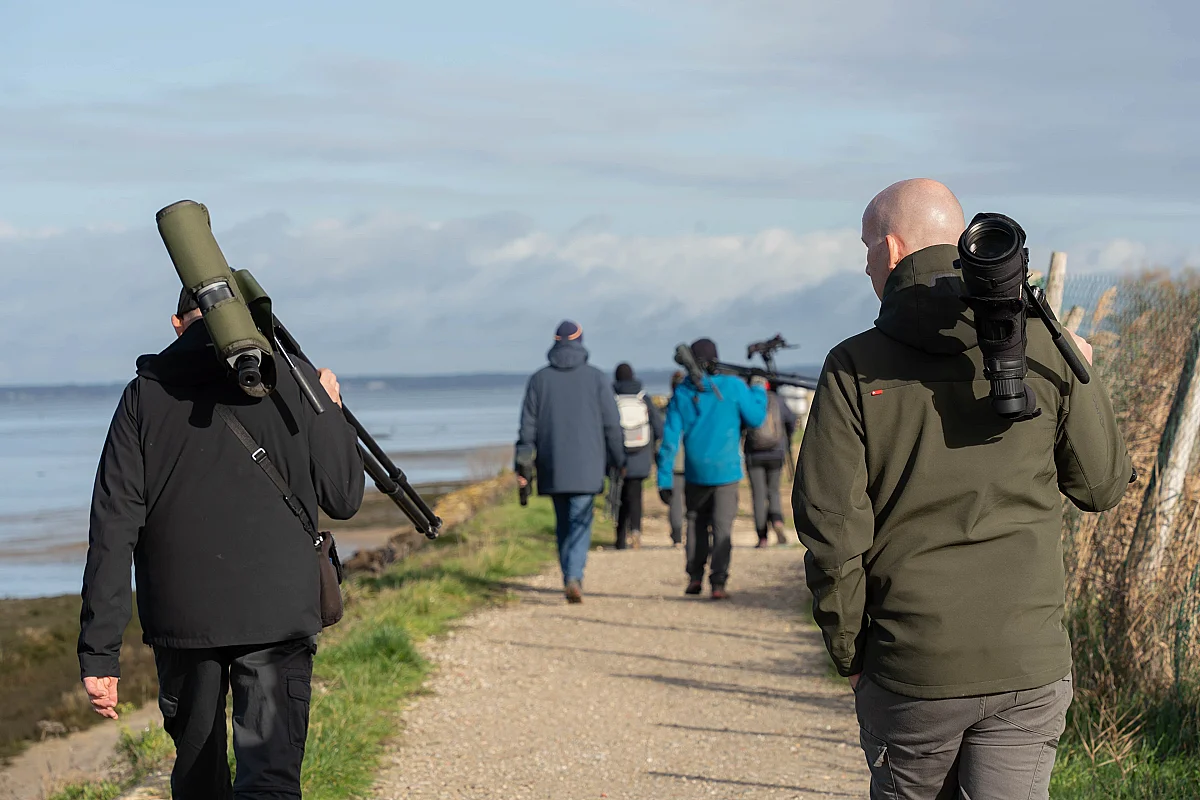 Formation aux oiseaux du littoral : l'identification des limicoles (niveau perfectionnement)