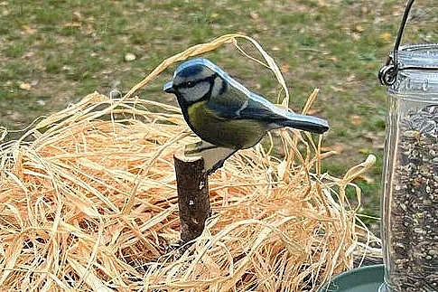 Animation nature en famille : Coup de pouce aux oiseaux