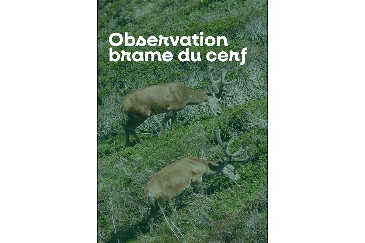 Sortie nature à l'écoute du brame du cerf