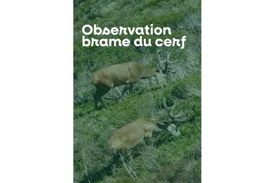 Sortie nature à l'écoute du brame du cerf