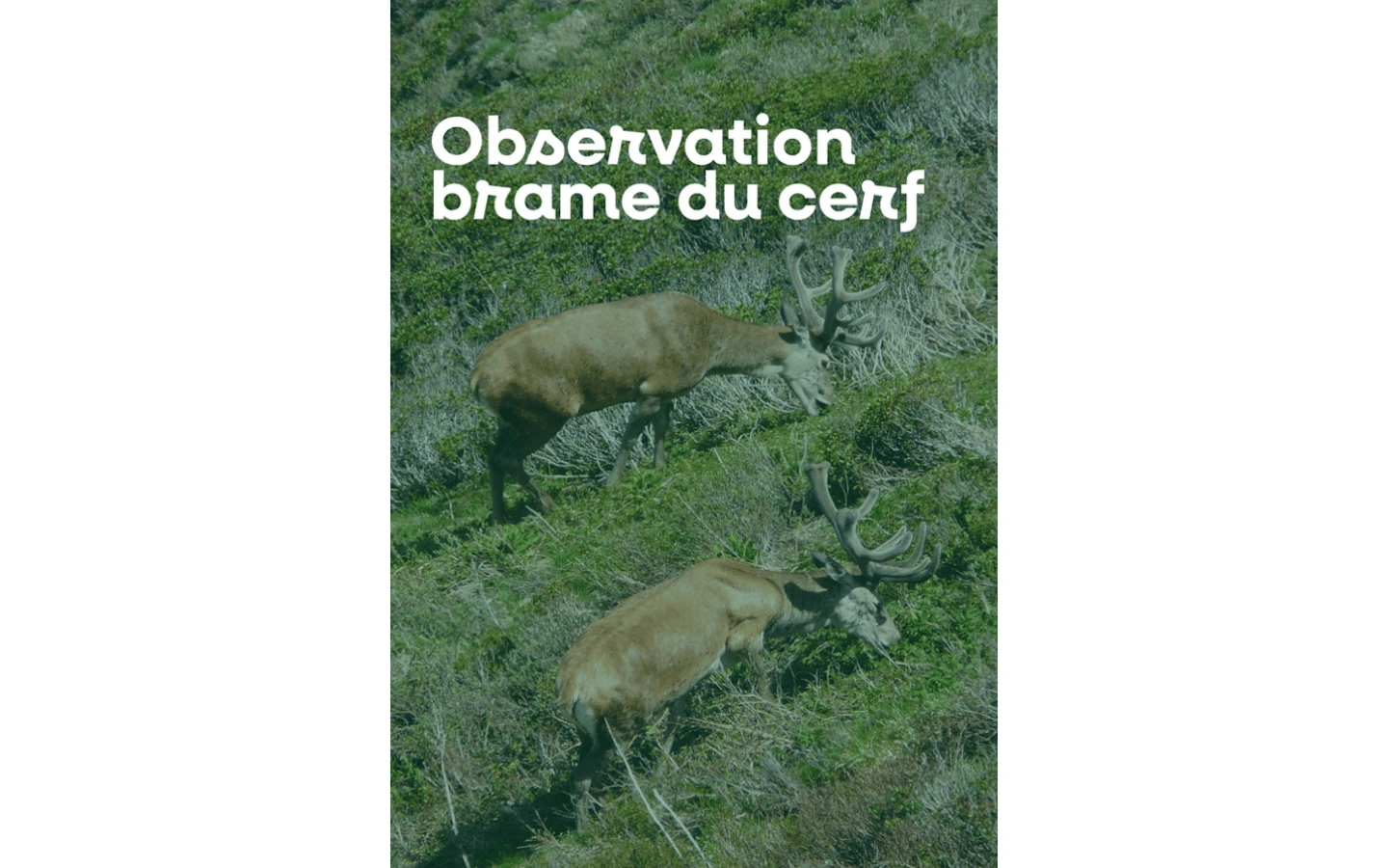 Sortie nature à l'écoute du brame du cerf