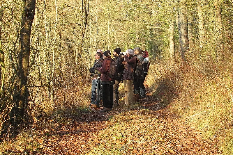 Sortie Nature Les oiseaux en hiver