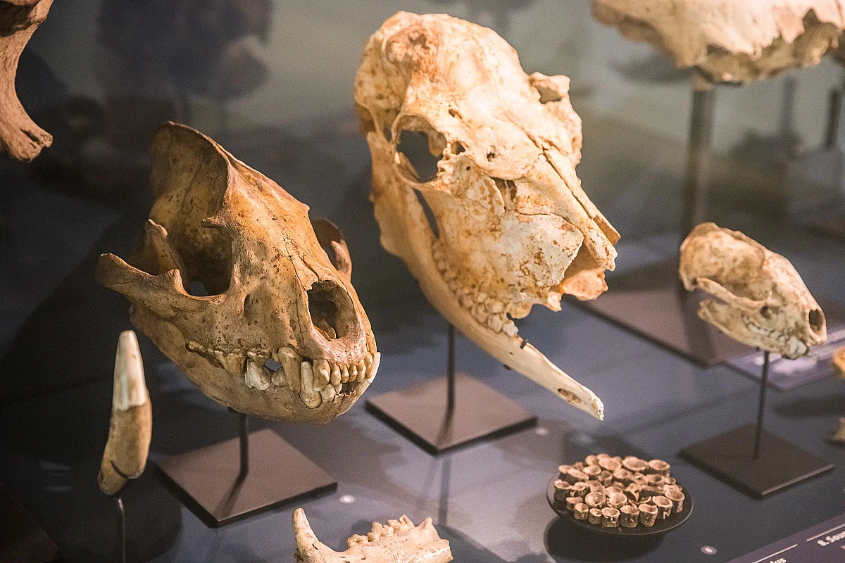 FÊTE DE LA SCIENCE AU MUSÉE