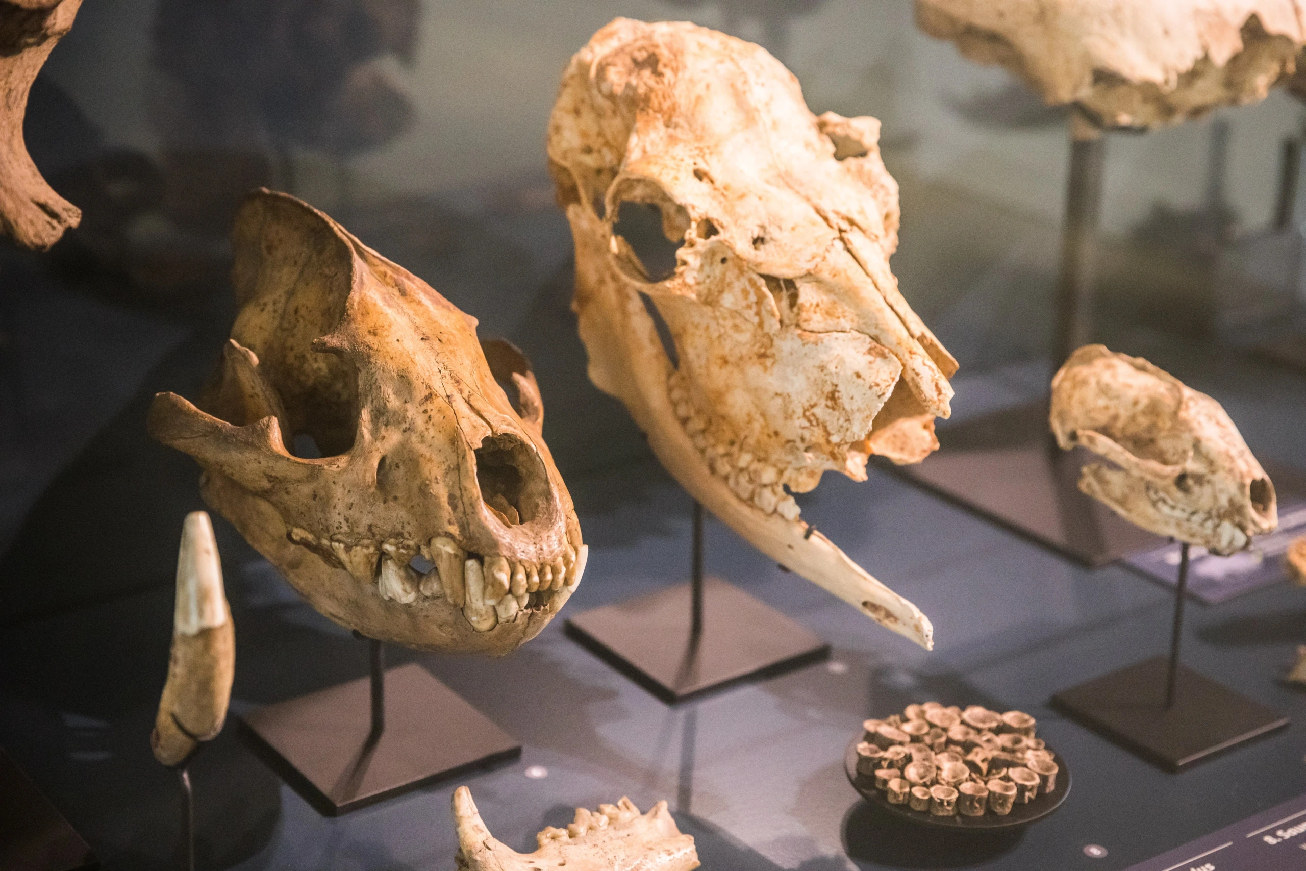 FÊTE DE LA SCIENCE AU MUSÉE