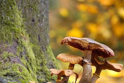 Allons aux champignons - Dimanche Nature