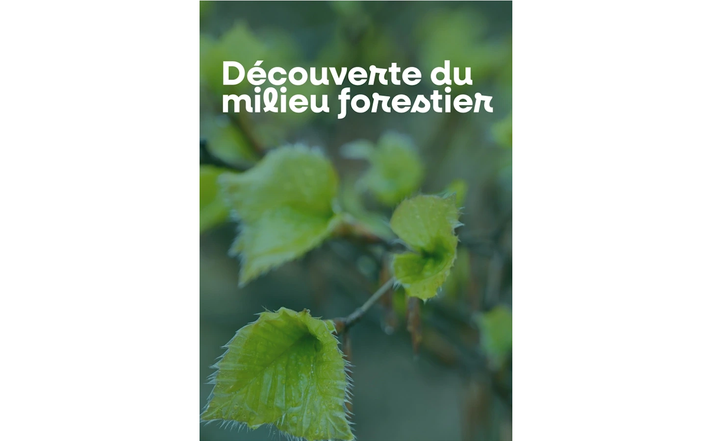 Découverte du milieu forestier