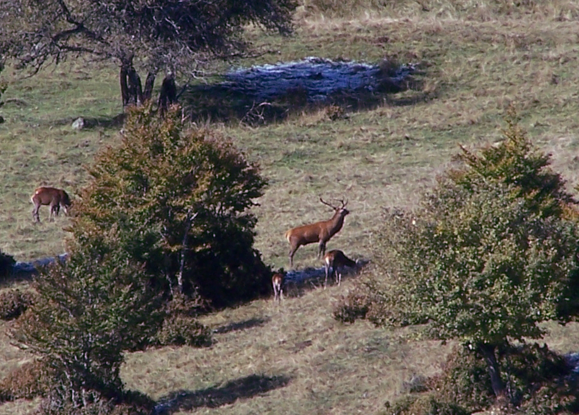 OBSERVATION ET ÉCOUTE DU BRAME DU CERF