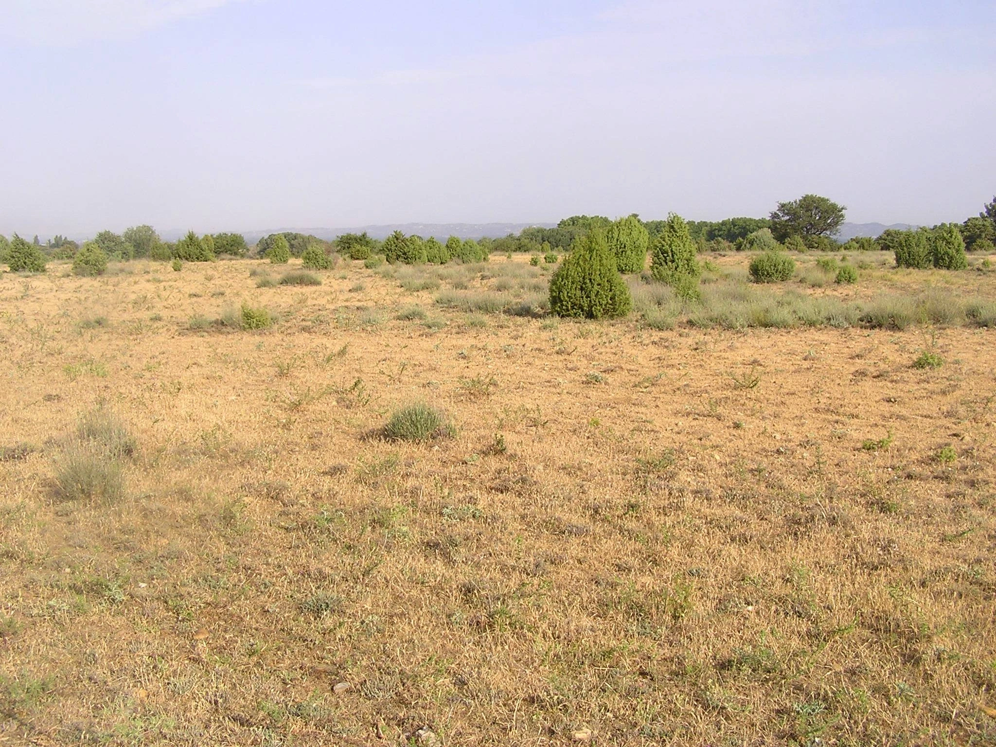 Balade naturaliste : Histoire et écologie de la Petite Crau