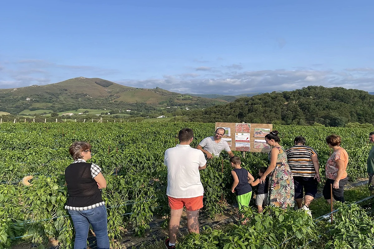 Visite d'une ferme familiale de piment d'Espelette
