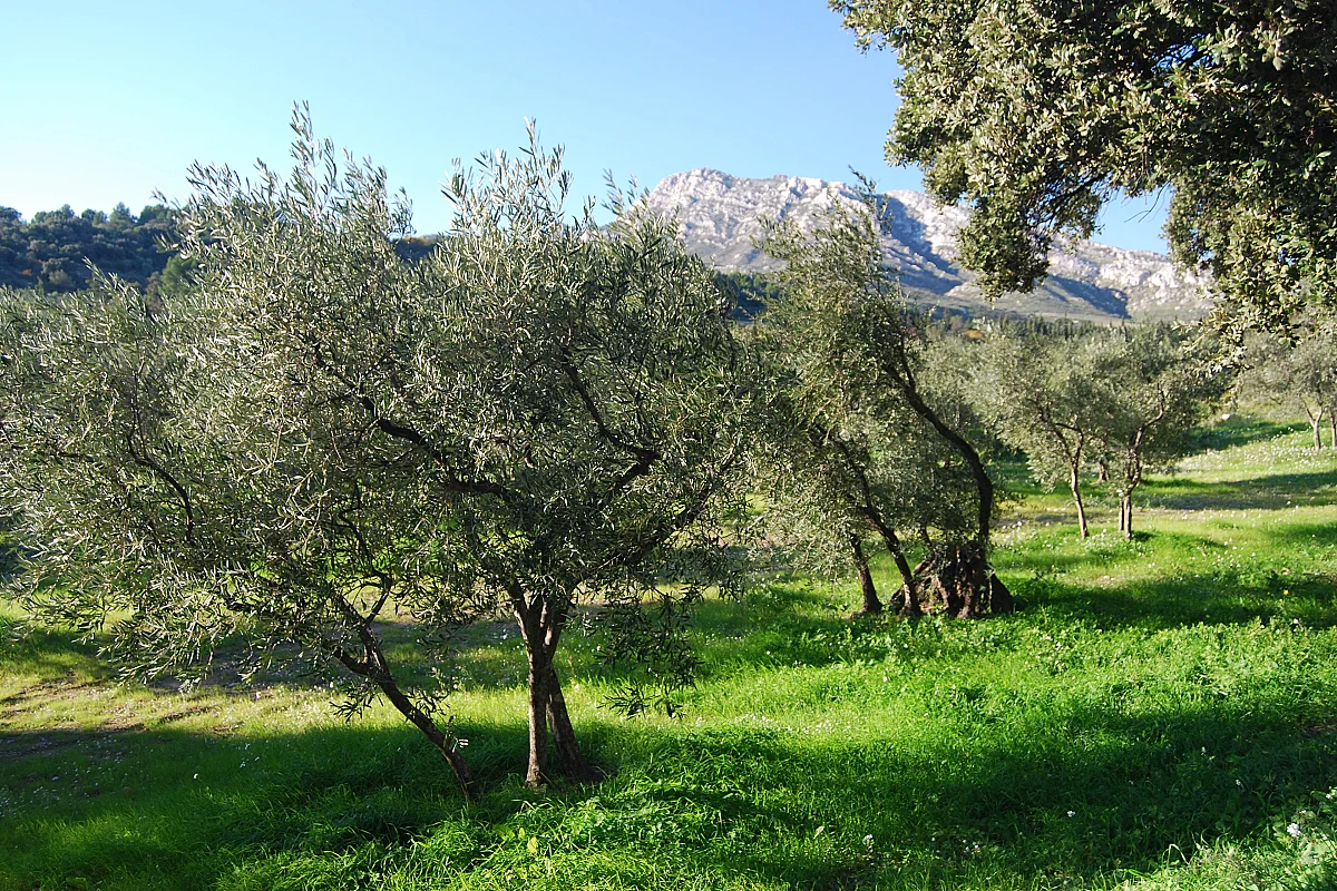 Sortie nature : Olivier, arbre millénaire