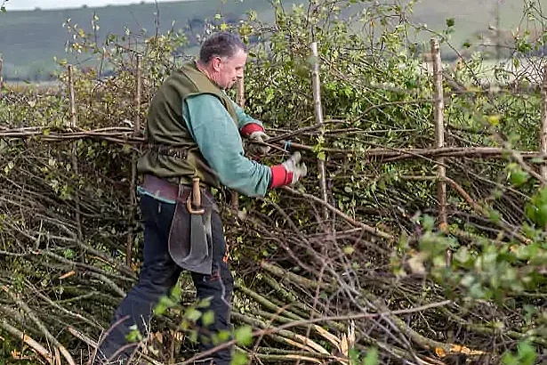 "Zérailüa", ou plessage de haies bocagères vives