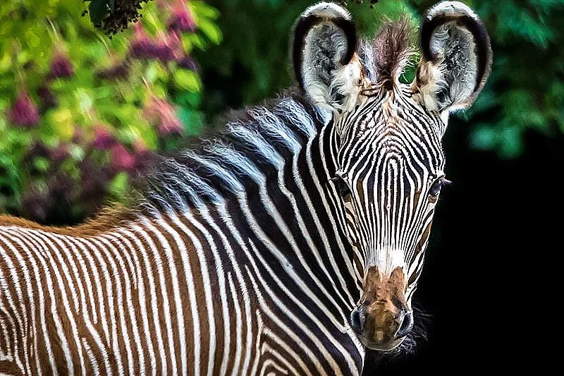 Journée découverte au zoo de Mulhouse
