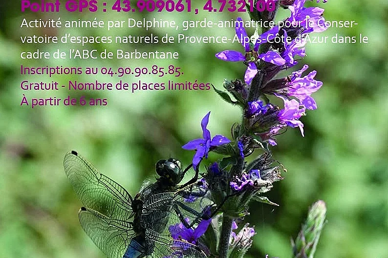 Découvrir Les Chiroptères et Découvrir le Mondes des Libellules