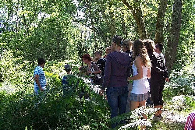Promenade nature en forêt sur l'histoire et la gestion de la forêt Landaise