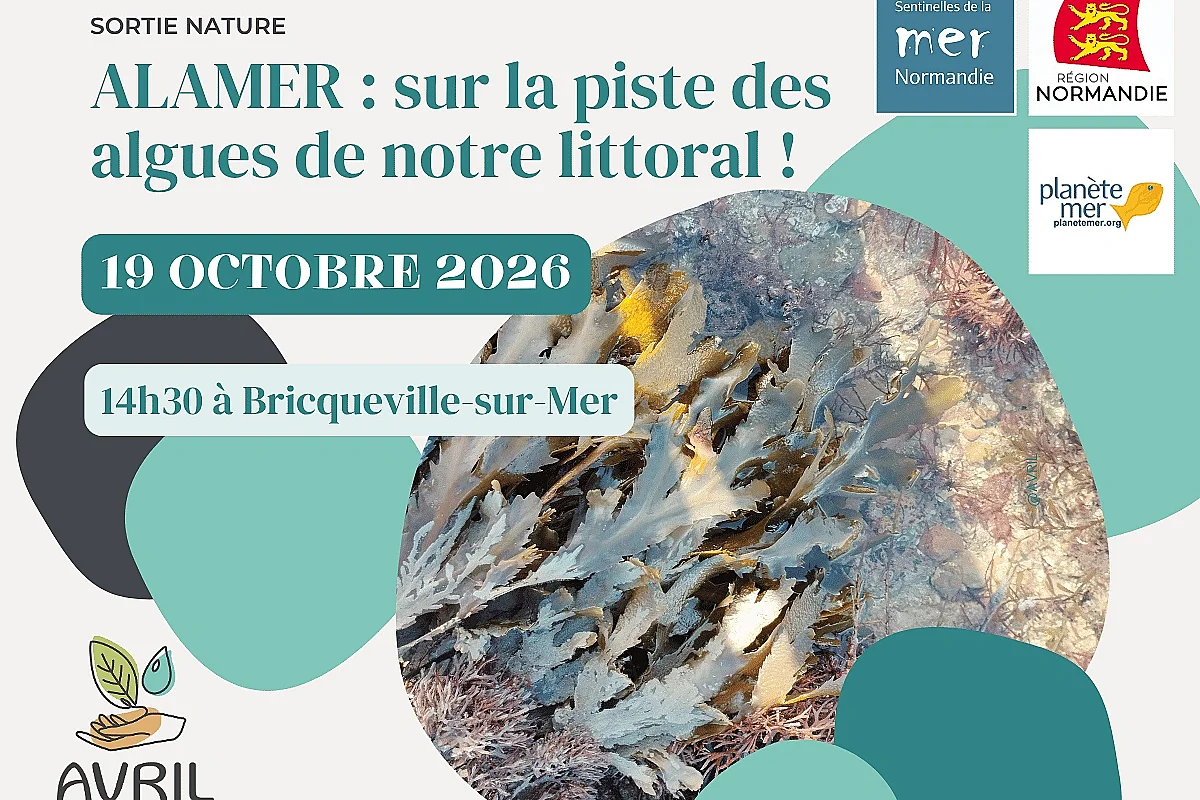 ALAMER : sur la piste des algues de notre littoral !