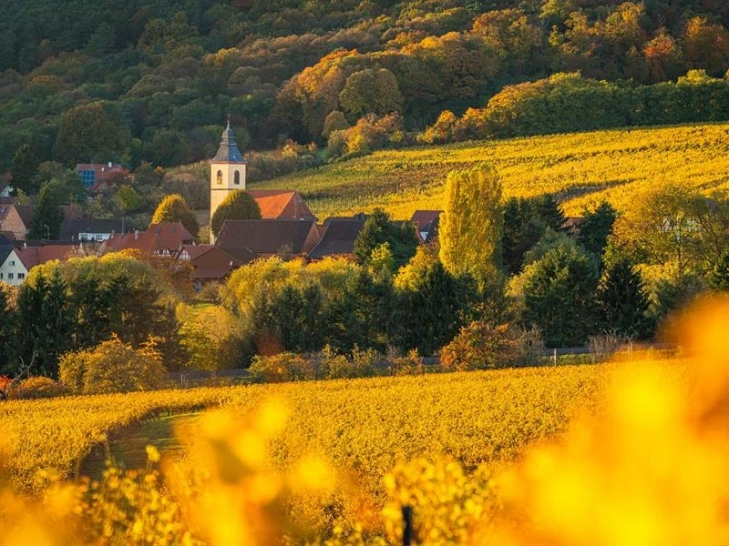 Vignobles en Scène Alsace : Jeu de piste dans le vignoble