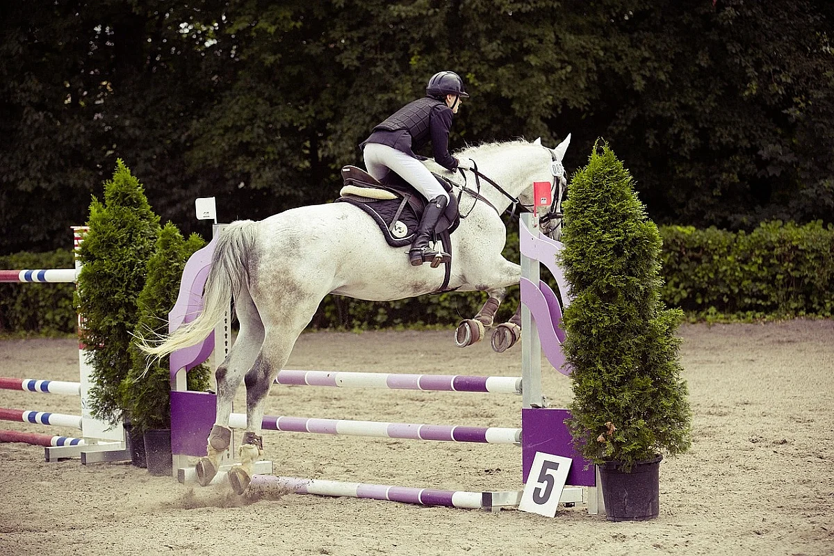 Concours de saut d'obstacles Jump Halloween