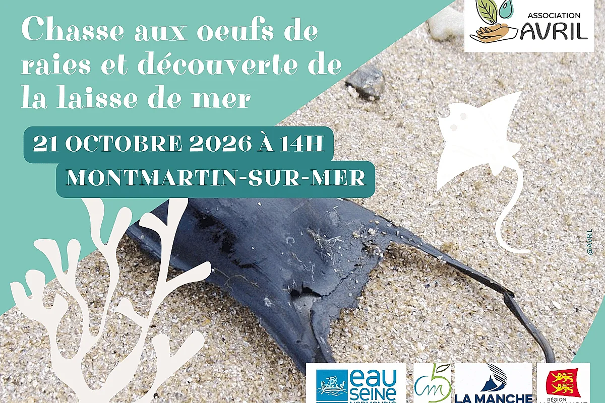 Chasse aux oeufs de raies et découverte de la laisse de mer