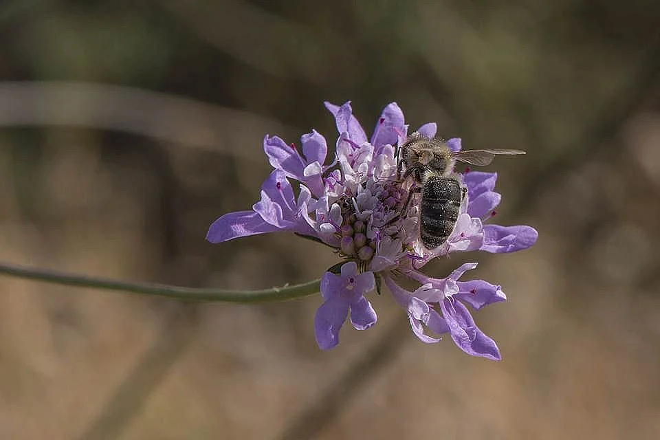 L'abeille noire d'Argonne, une habitante de nos forêts