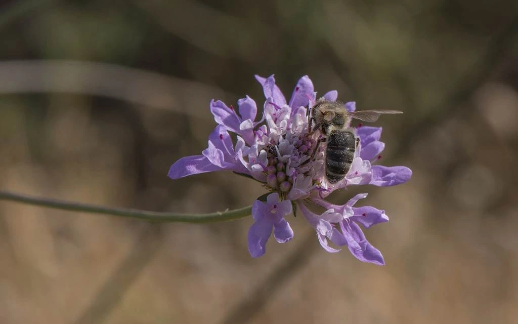 L'abeille noire d'Argonne, une habitante de nos forêts